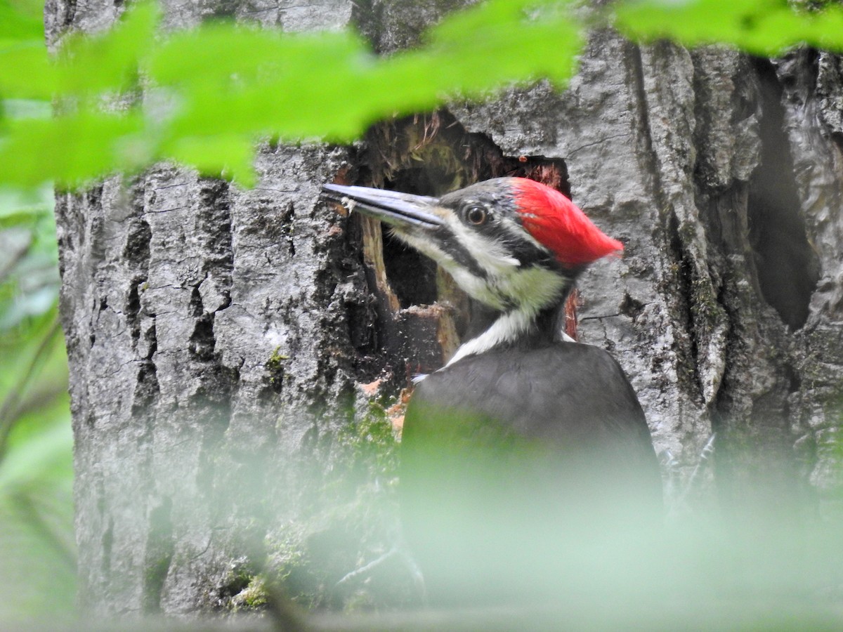 Pileated Woodpecker - ML620226803