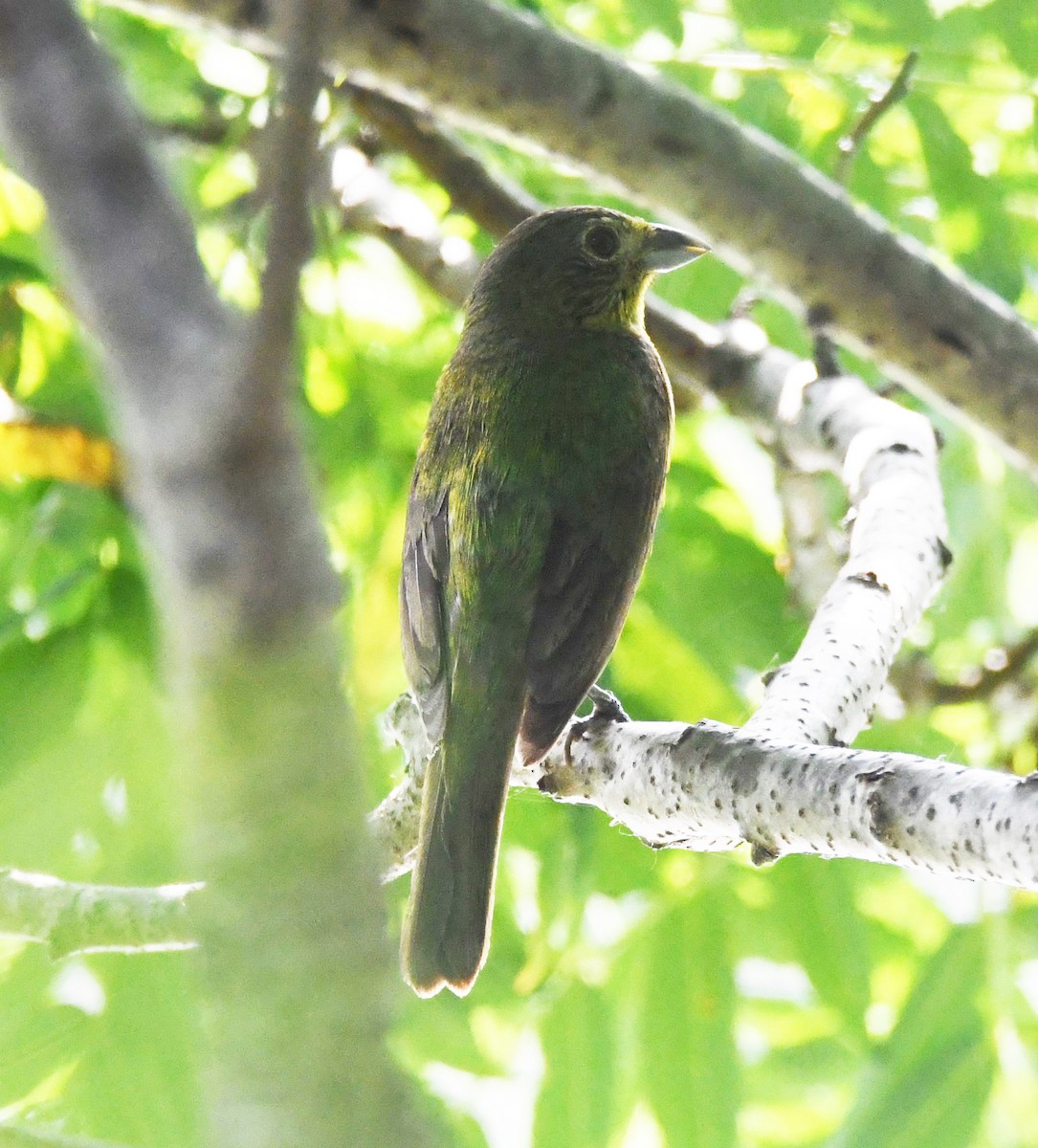 Painted Bunting - ML620226815