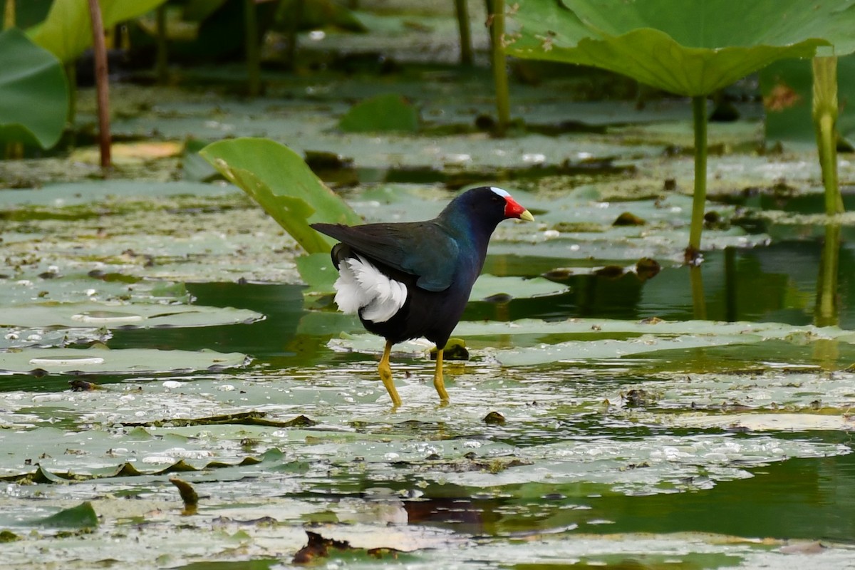 Purple Gallinule - ML620226819