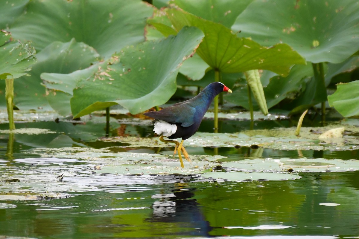 Purple Gallinule - ML620226820