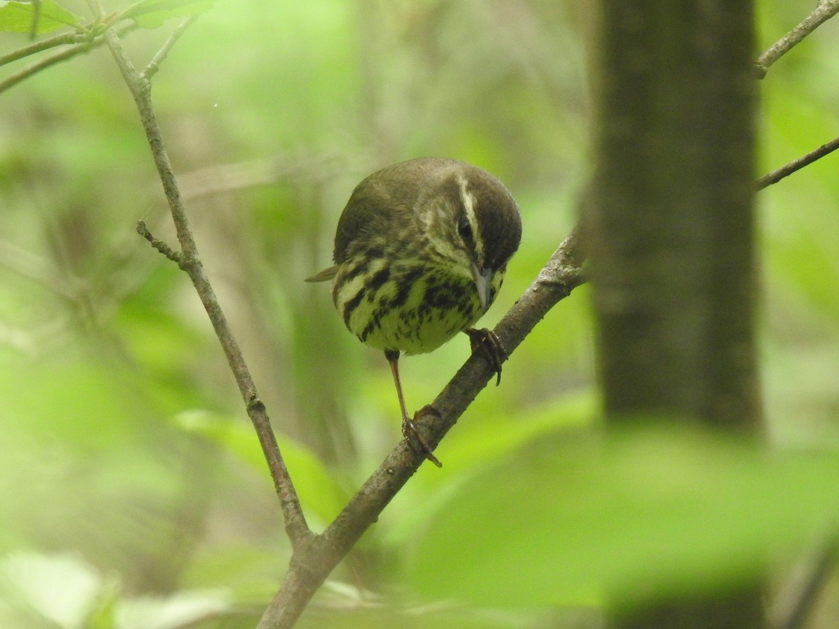 Northern Waterthrush - ML620226823