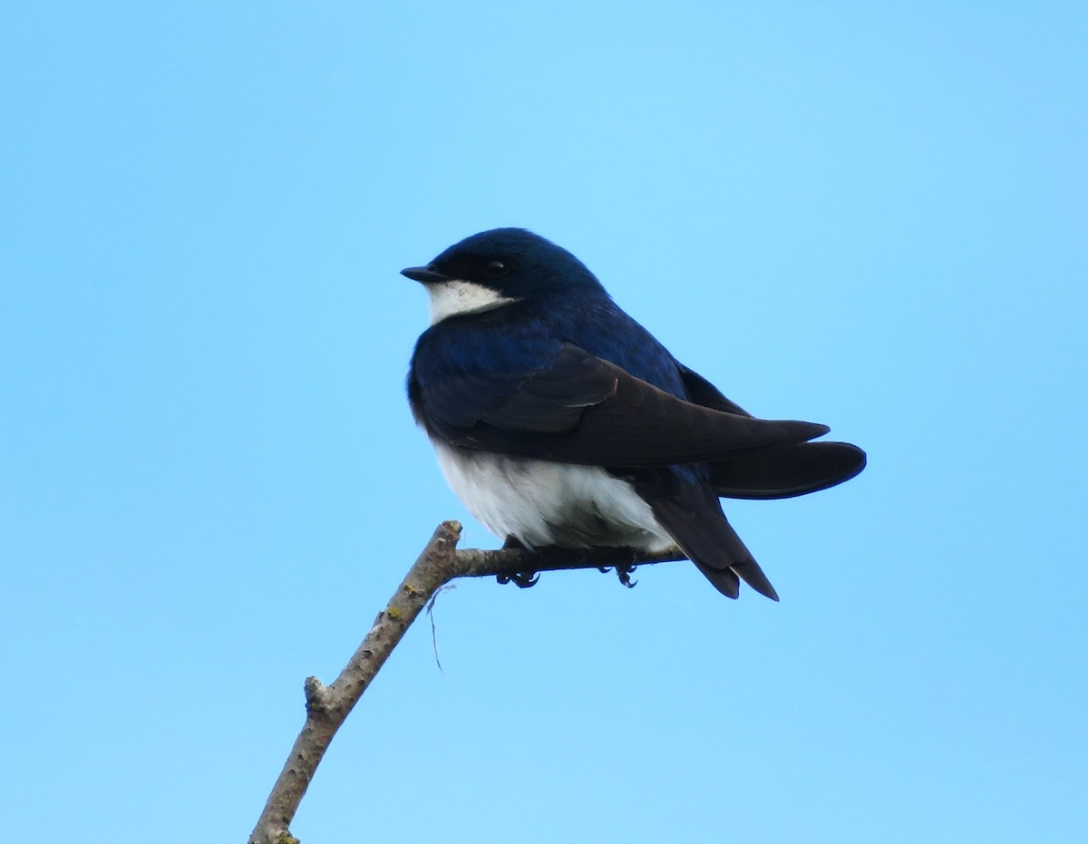 Tree Swallow - ML620226835