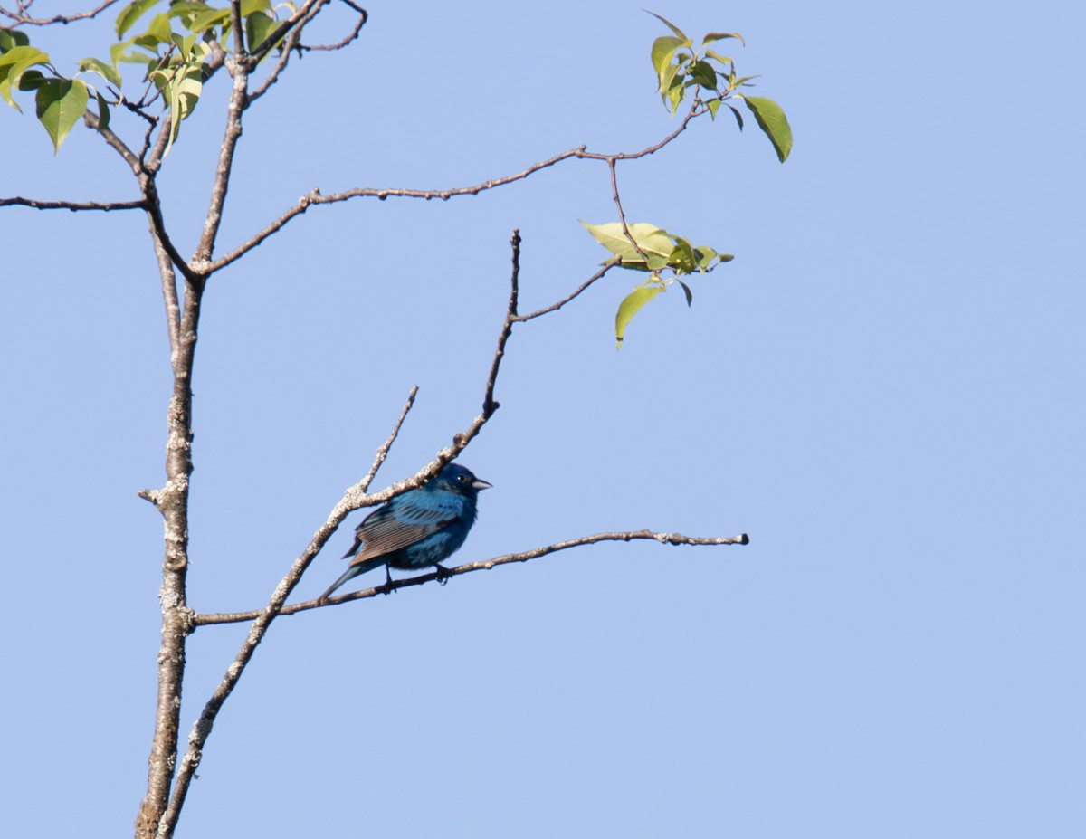 Indigo Bunting - ML620226847