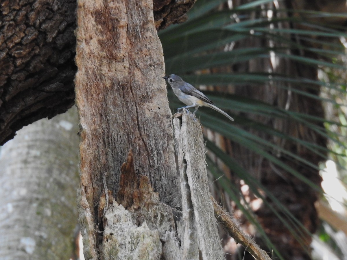 Tufted Titmouse - Michael Weisensee