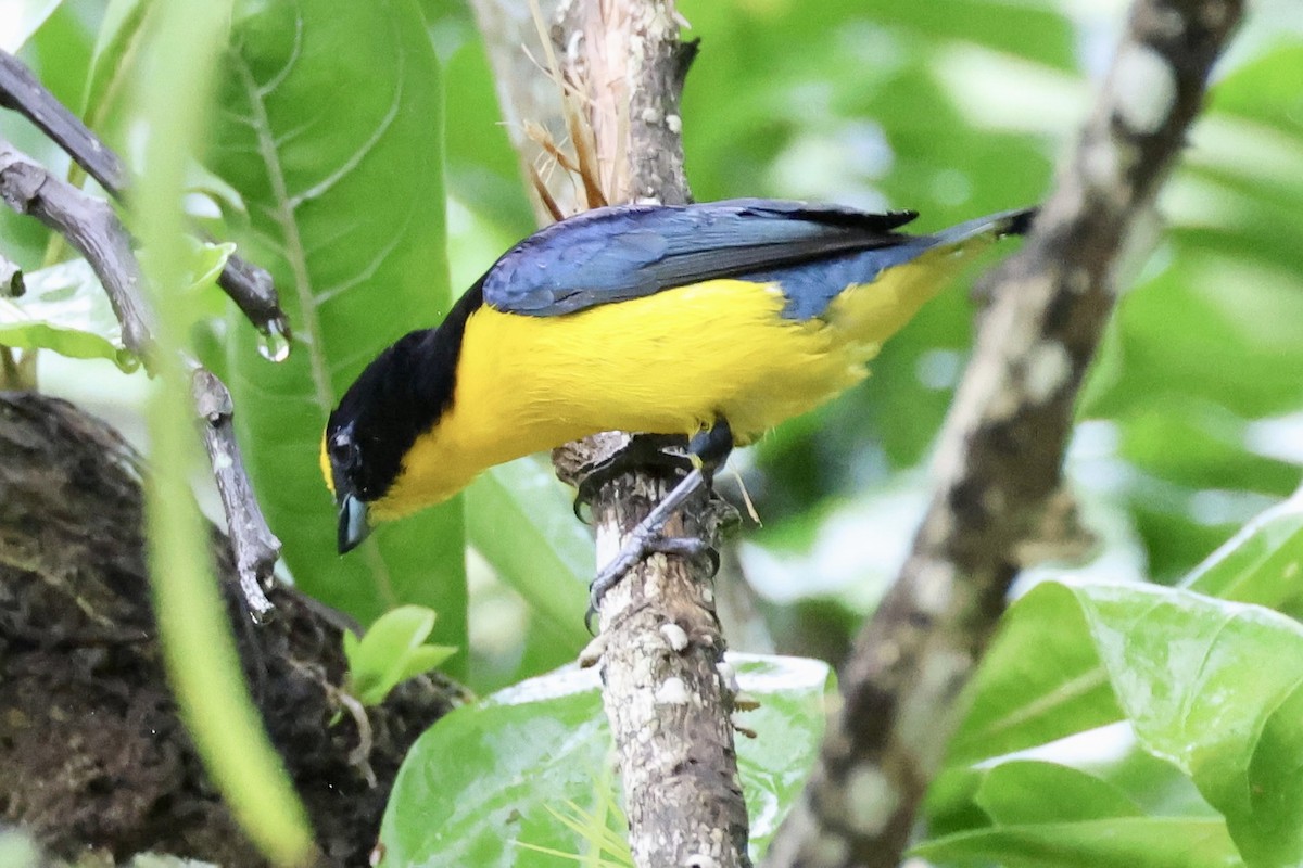 Thick-billed Euphonia - ML620226884