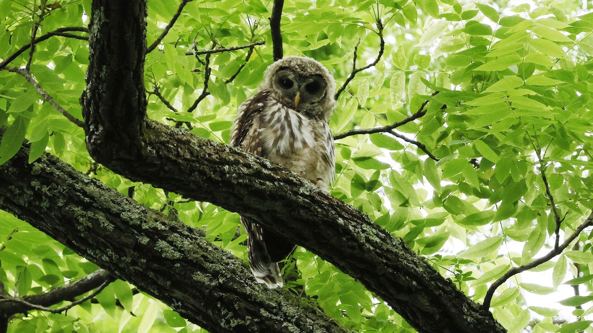 Barred Owl - ML620226885