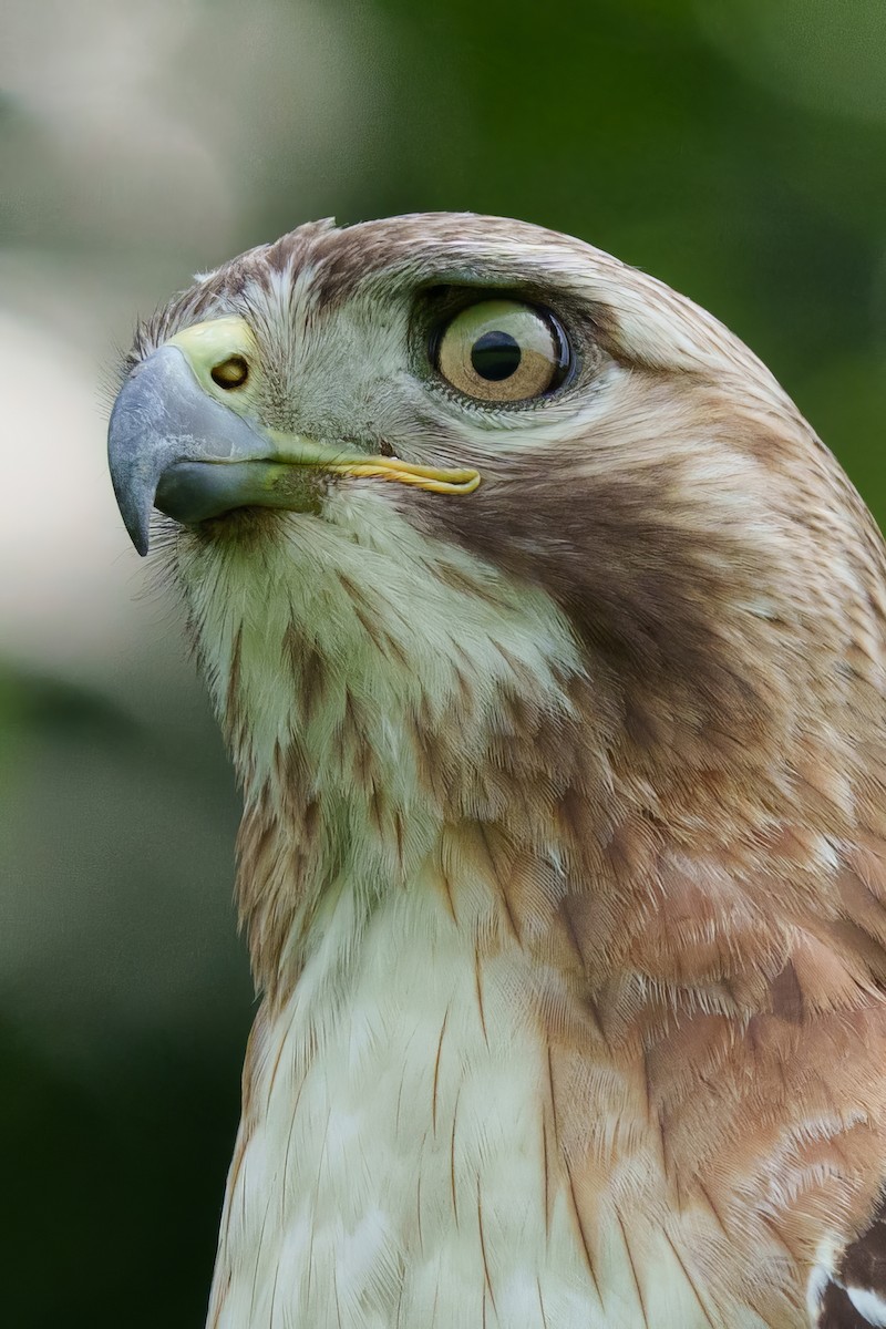 Red-tailed Hawk - ML620226894