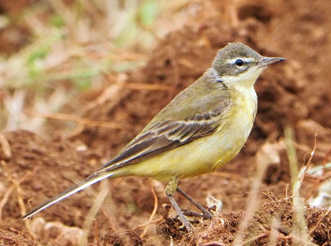 Western Yellow Wagtail - ML620226895