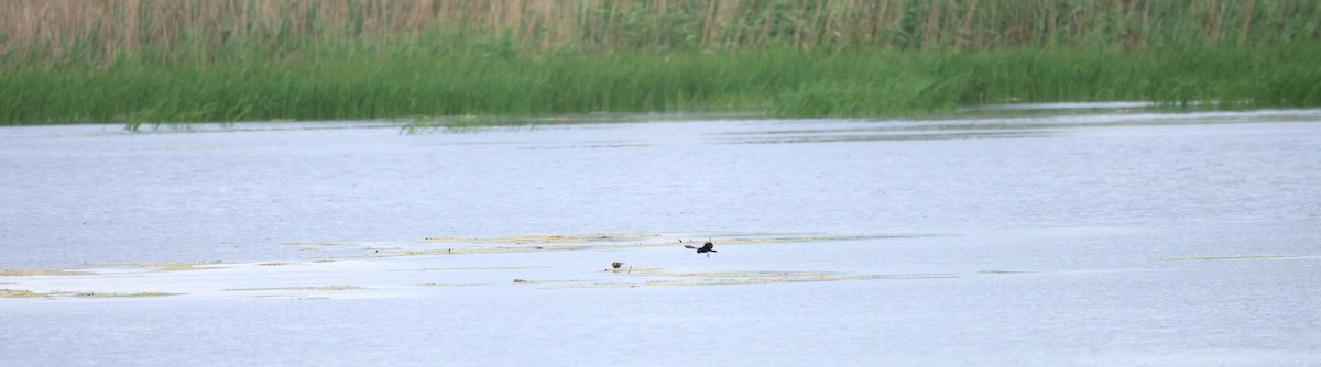 Red-winged Blackbird - ML620226903