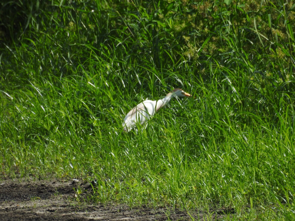 Чапля єгипетська (підвид ibis) - ML620226926