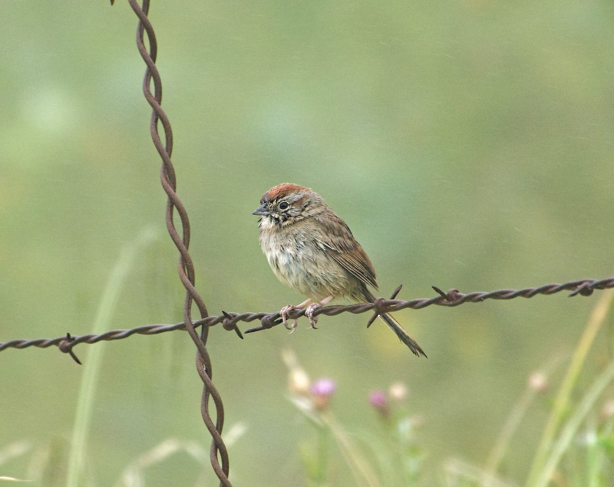 Rufous-crowned Sparrow - ML620226929