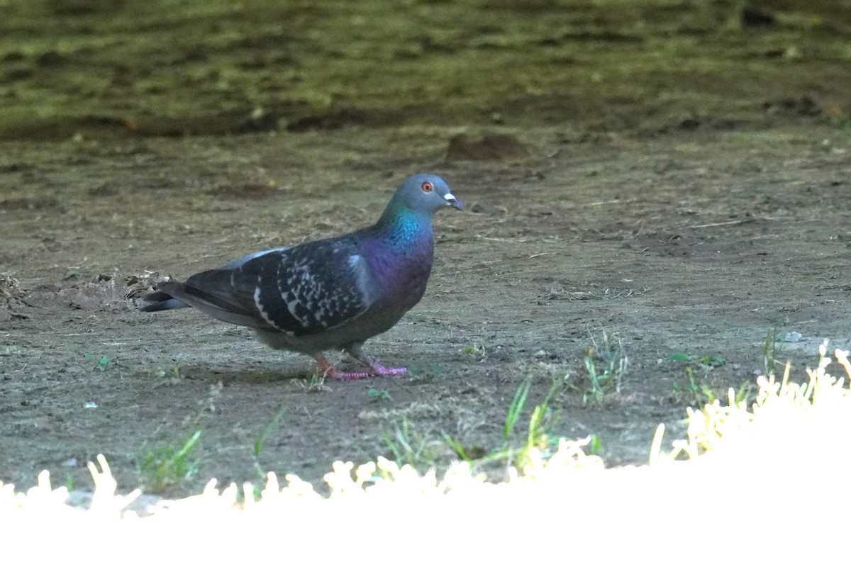 Rock Pigeon (Feral Pigeon) - ML620226930