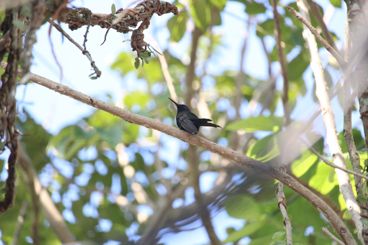 Swallow-tailed Hummingbird - ML620226931