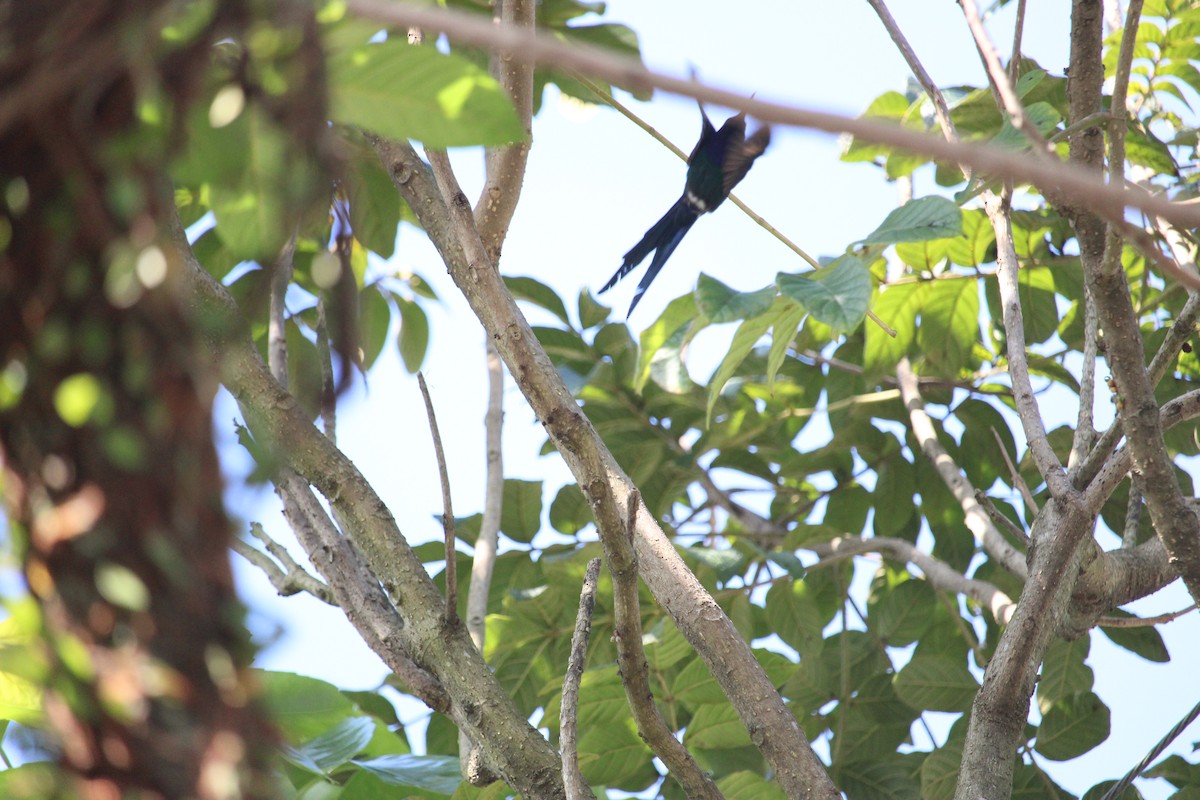Swallow-tailed Hummingbird - ML620226932