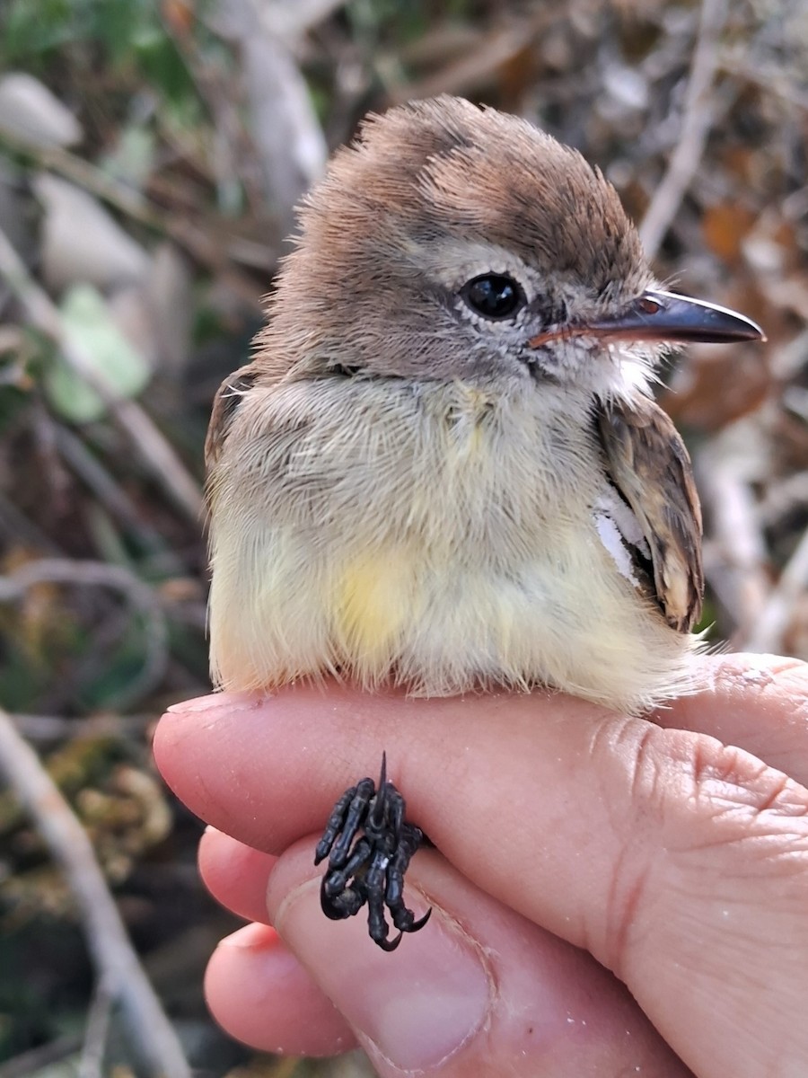 Southern Mouse-colored Tyrannulet - Valeria Torrado