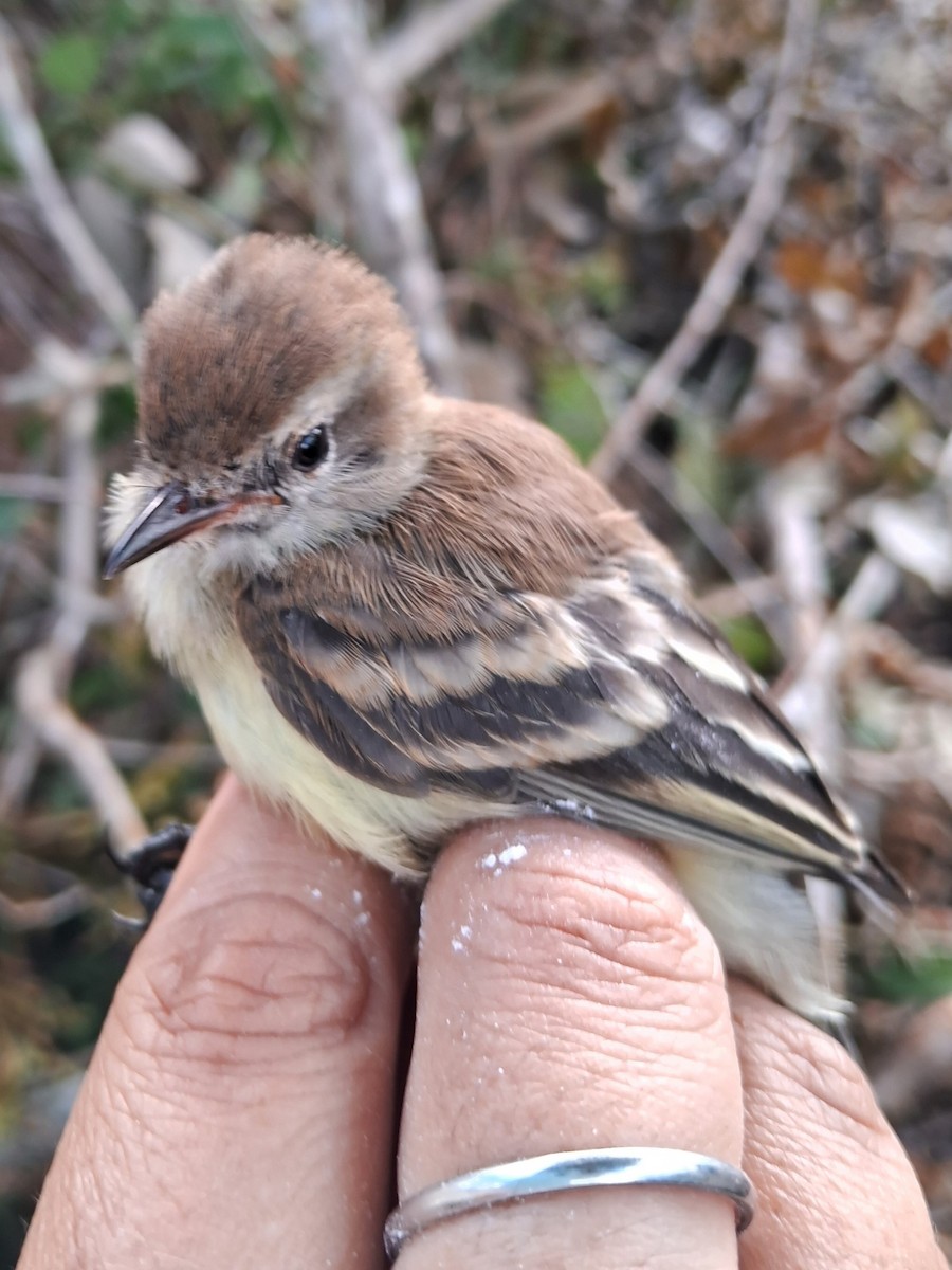 Southern Mouse-colored Tyrannulet - ML620226936