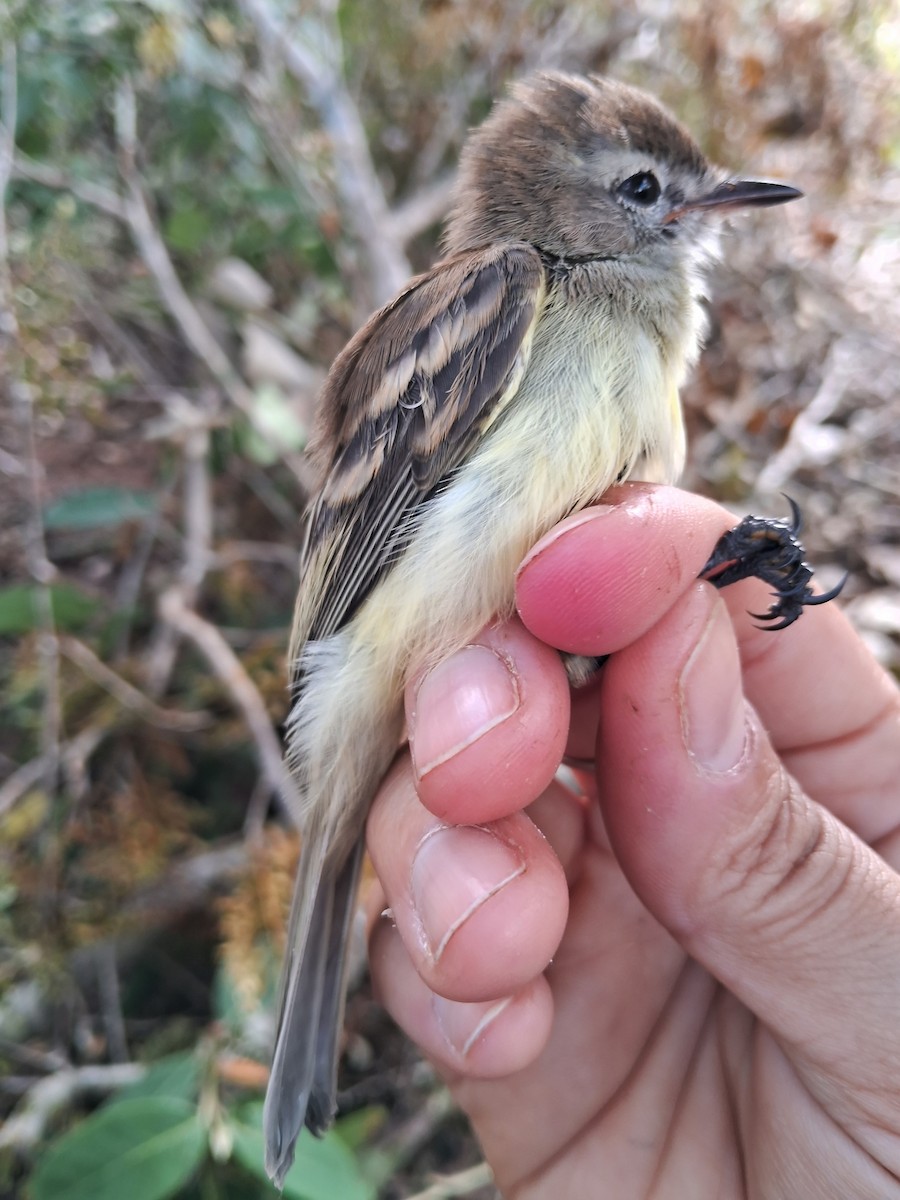 Southern Mouse-colored Tyrannulet - ML620226937