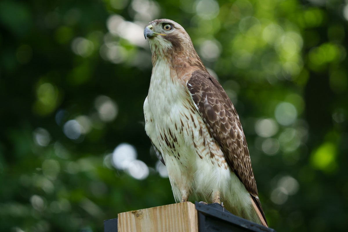 Red-tailed Hawk - ML620226946