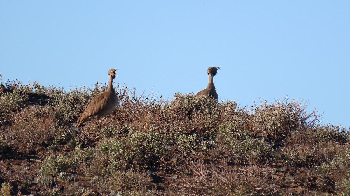 Karoo Bustard - ML620226955