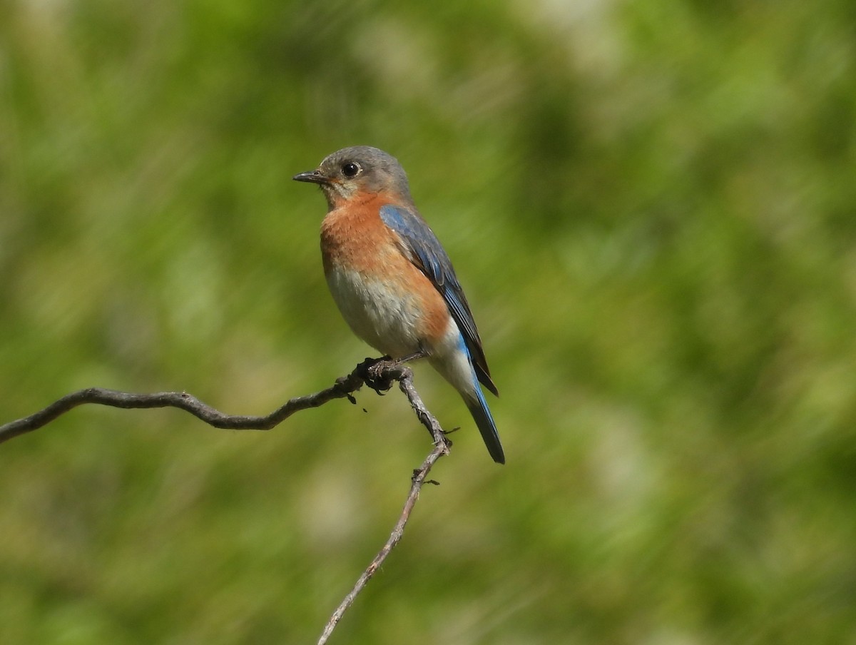 Eastern Bluebird - ML620226959