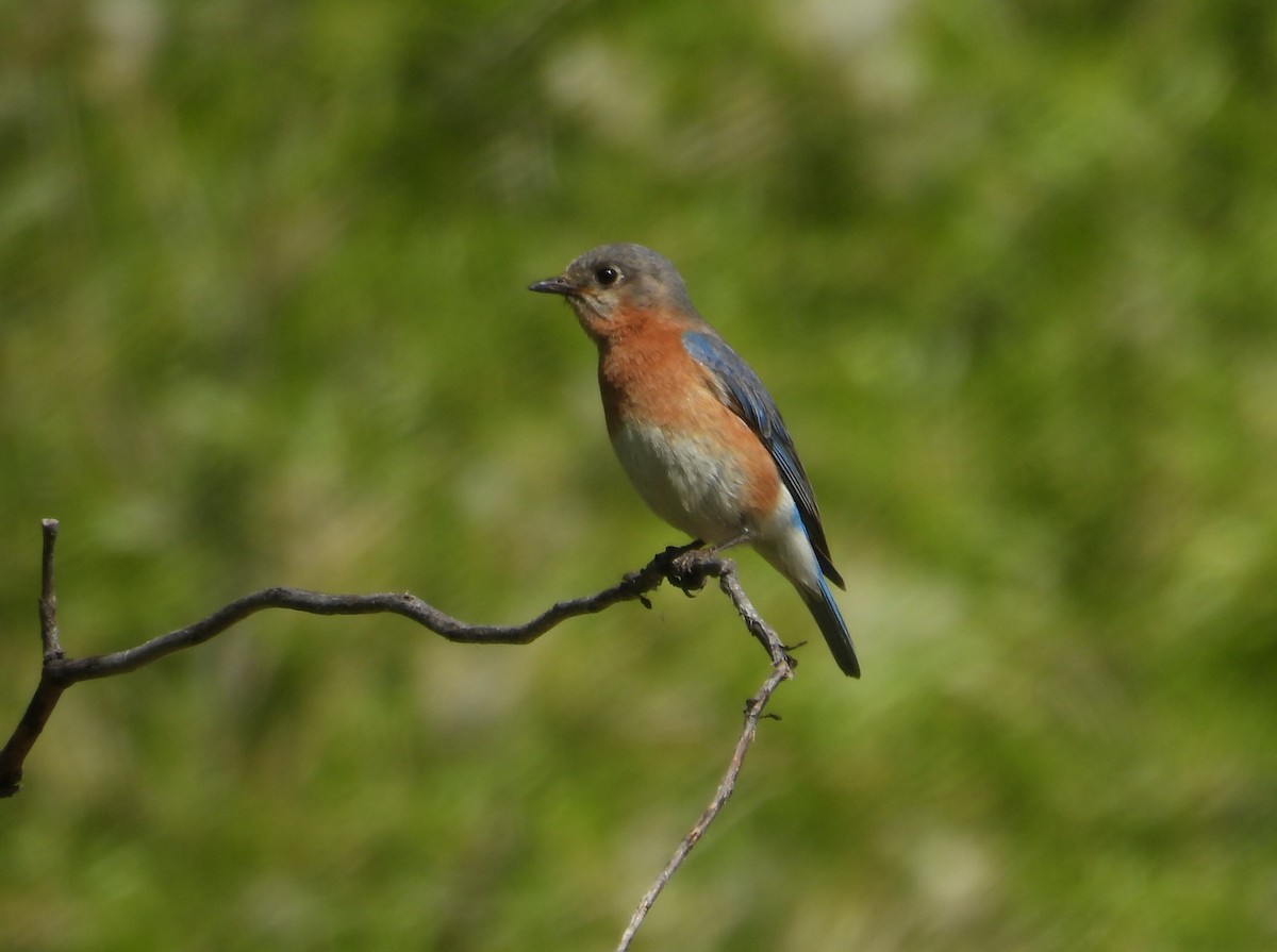 Eastern Bluebird - ML620226960