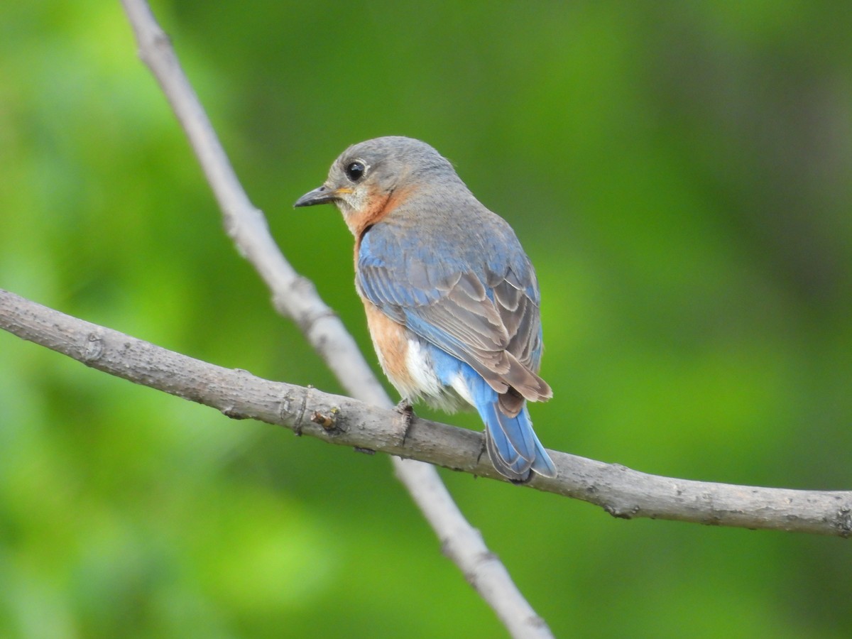 Eastern Bluebird - ML620226962