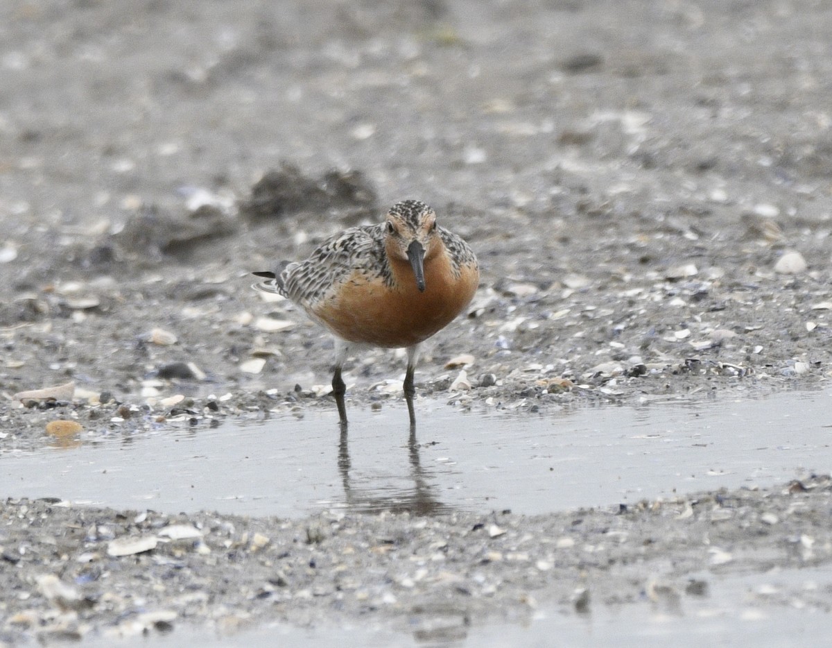 Red Knot - ML620226965