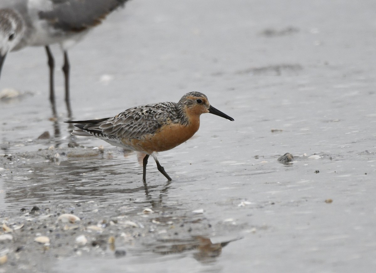Red Knot - ML620226966