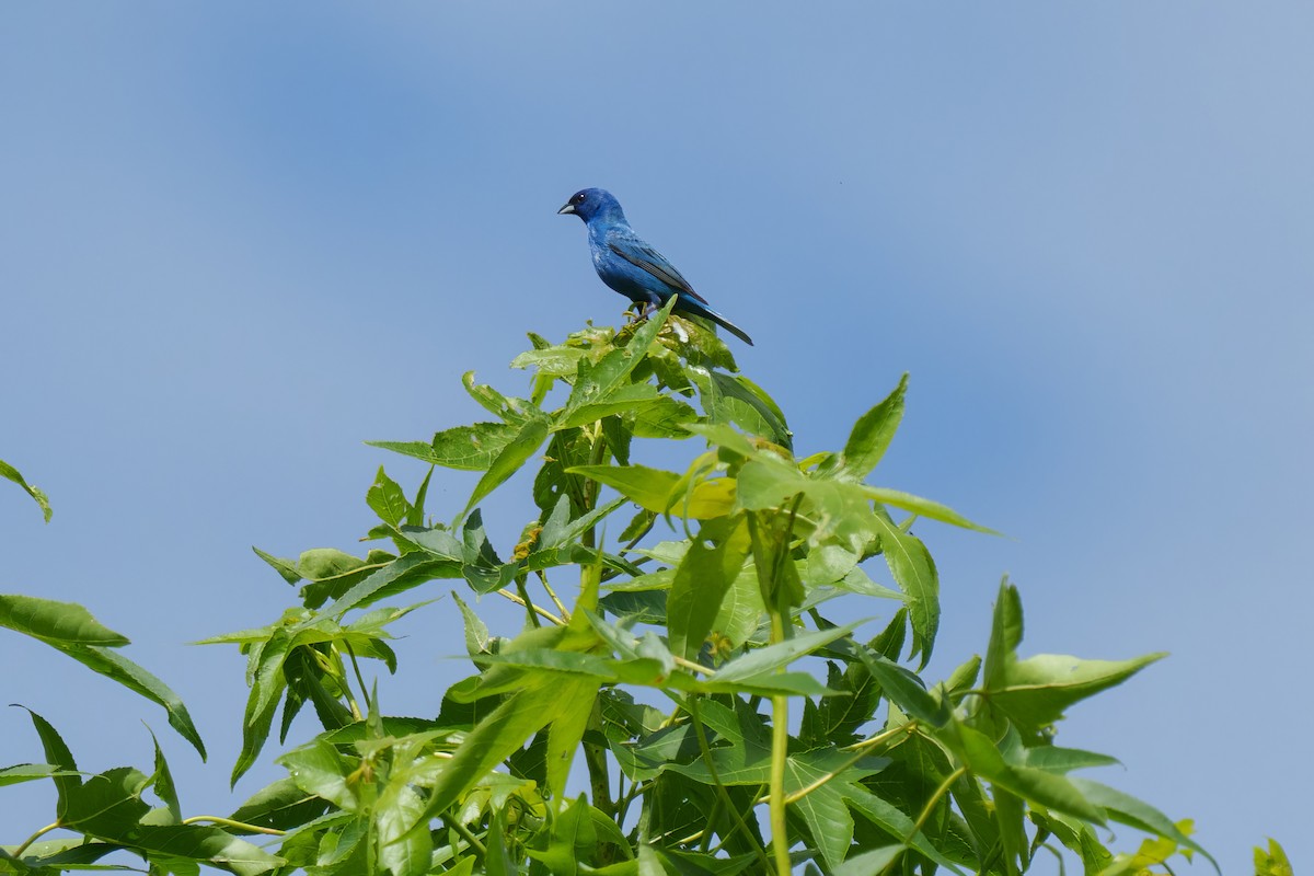 Indigo Bunting - ML620226967