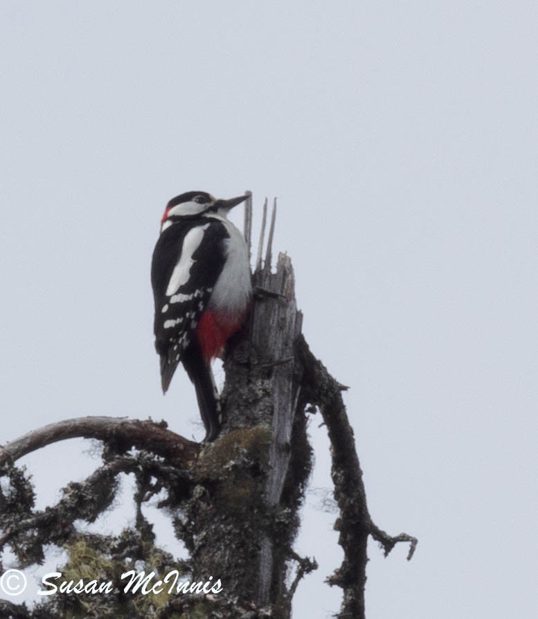 Great Spotted Woodpecker - ML620226970