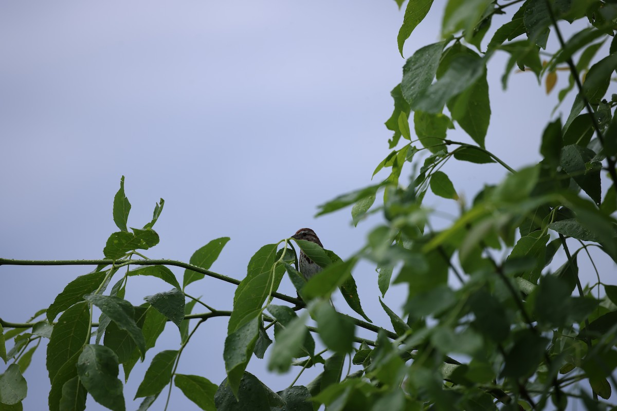 Song Sparrow - ML620226971