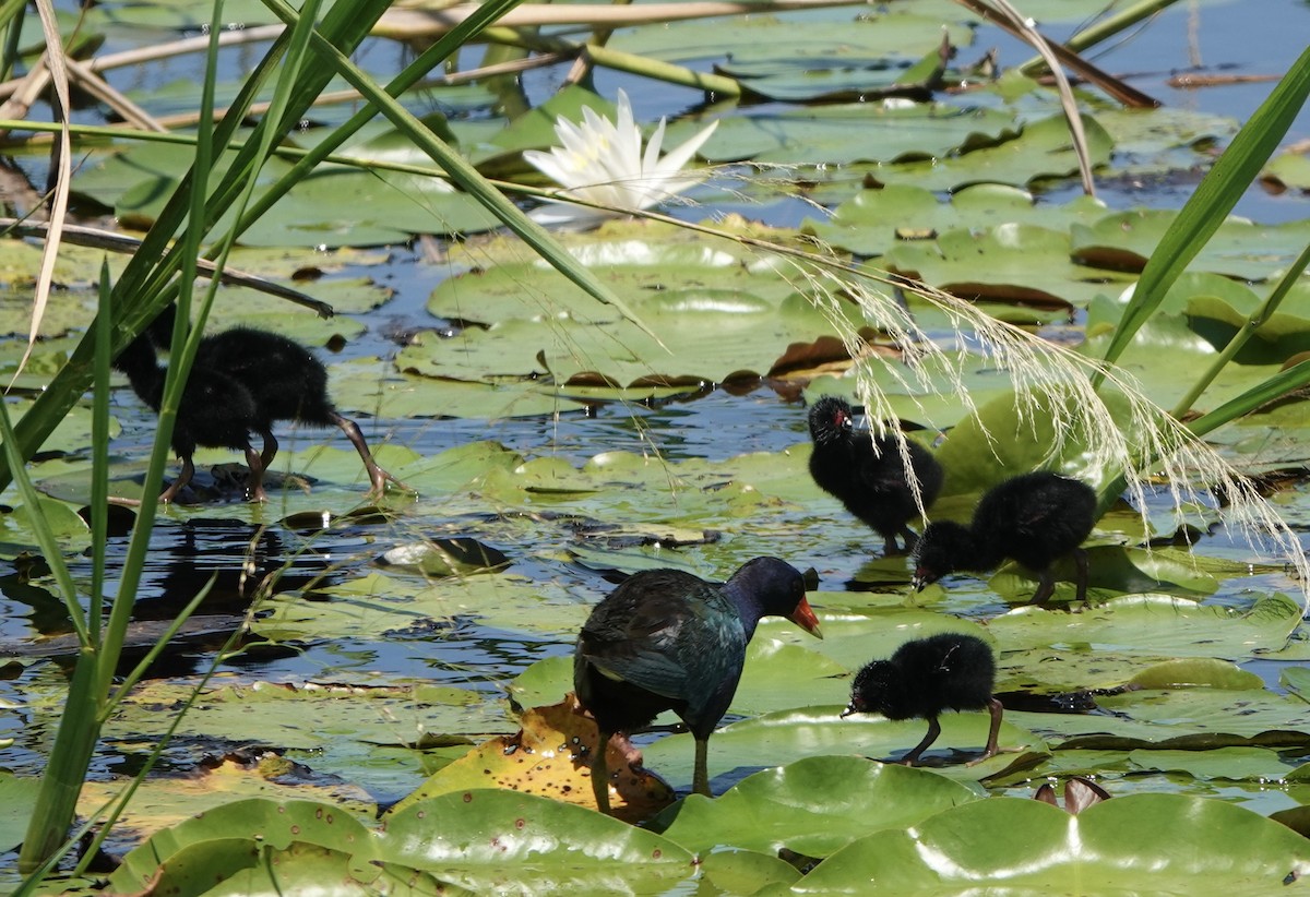 Purple Gallinule - ML620226973