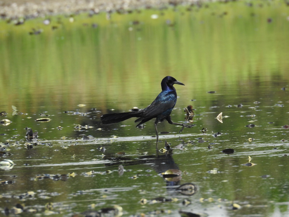Boat-tailed Grackle - ML620226975