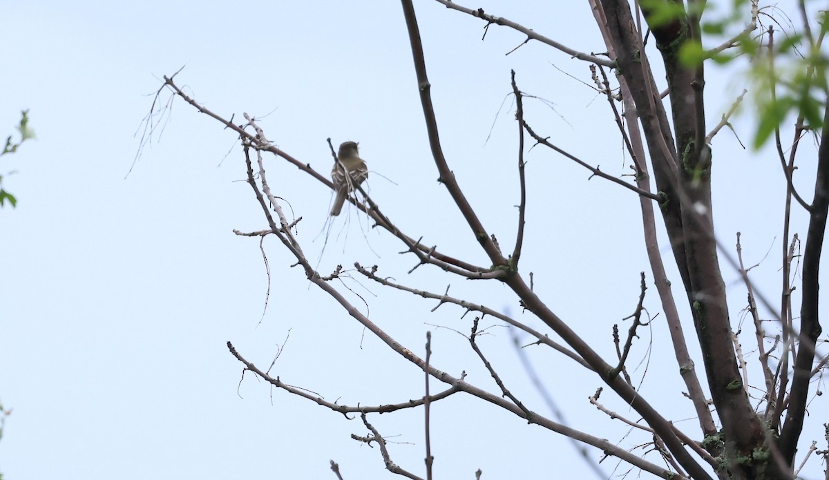 Willow Flycatcher - ML620226976