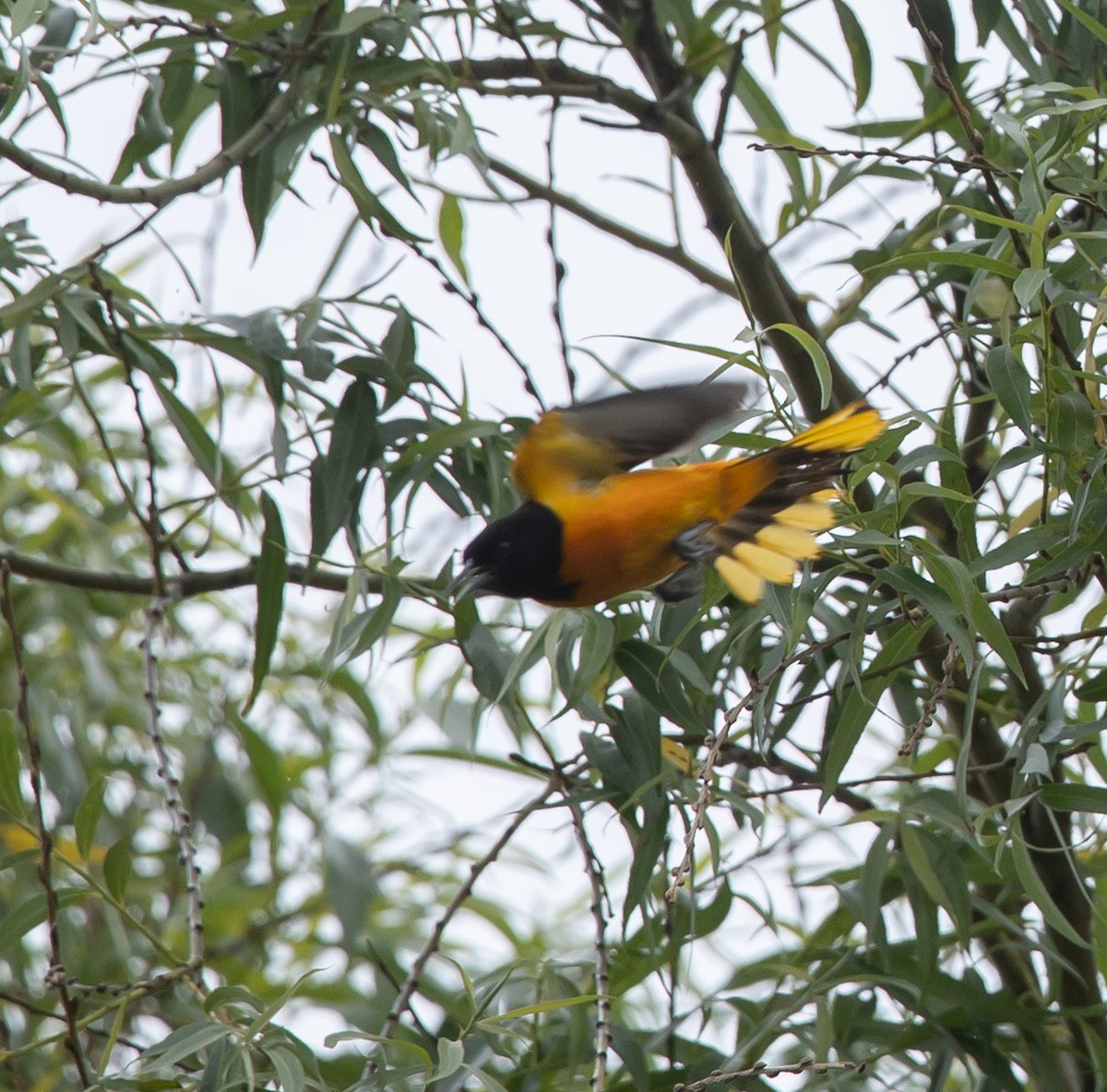 Baltimore Oriole - ML620227003