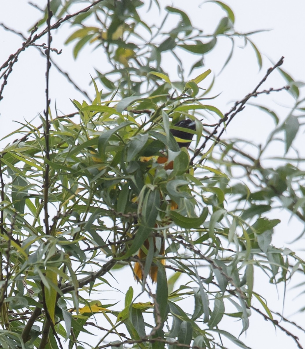 Baltimore Oriole - ML620227004