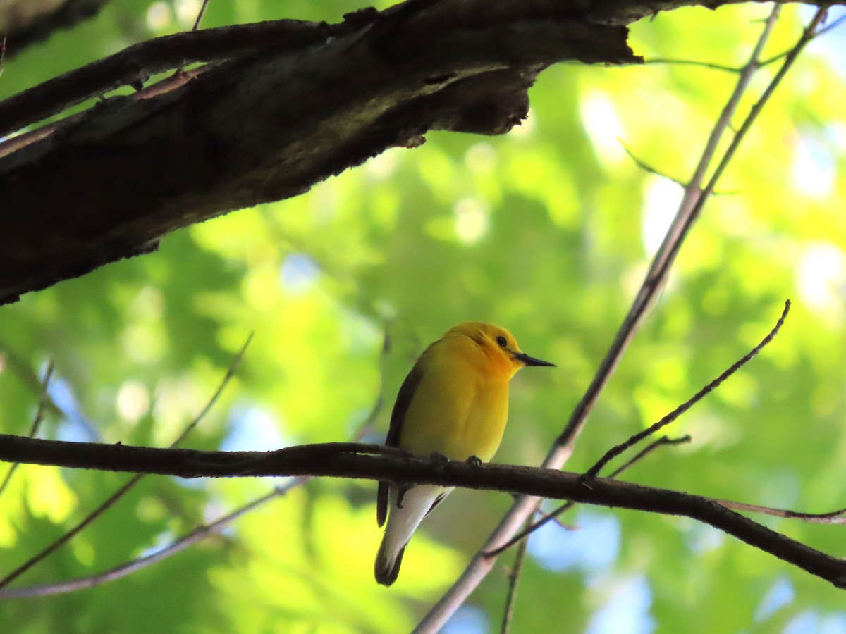Prothonotary Warbler - ML620227006