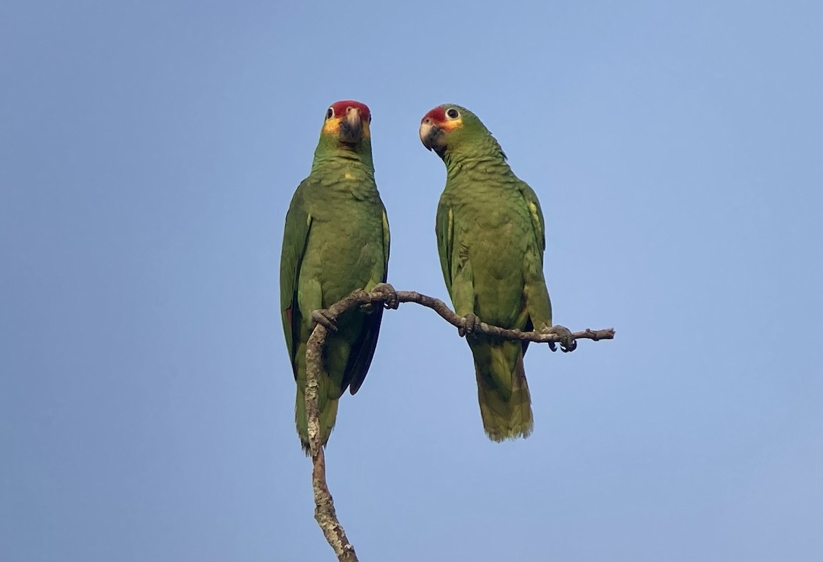 Red-lored Parrot - ML620227008