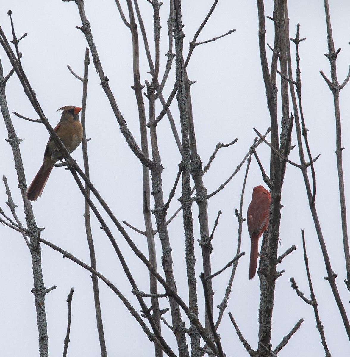 Northern Cardinal - ML620227010