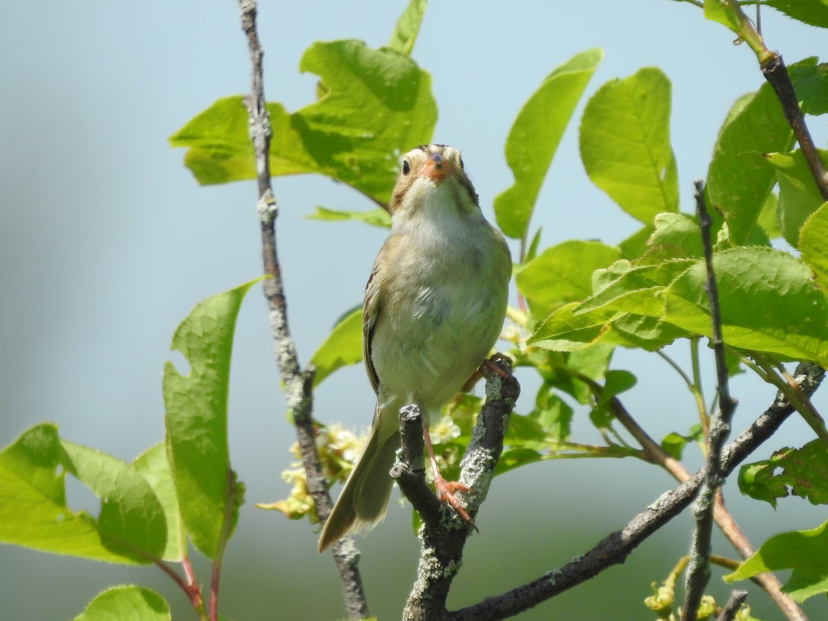 Clay-colored Sparrow - ML620227018