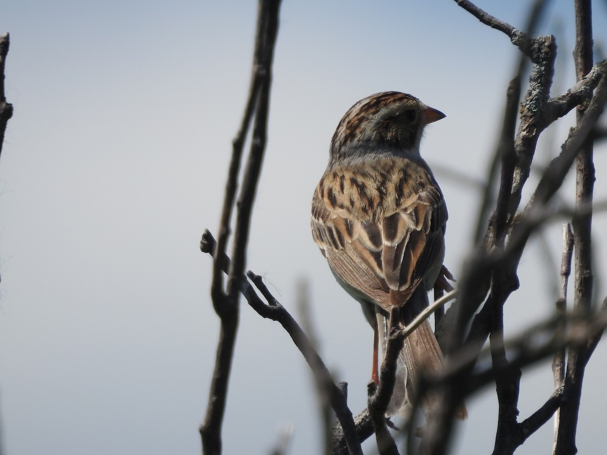 Clay-colored Sparrow - ML620227021