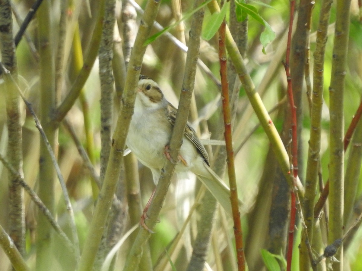 Clay-colored Sparrow - ML620227022