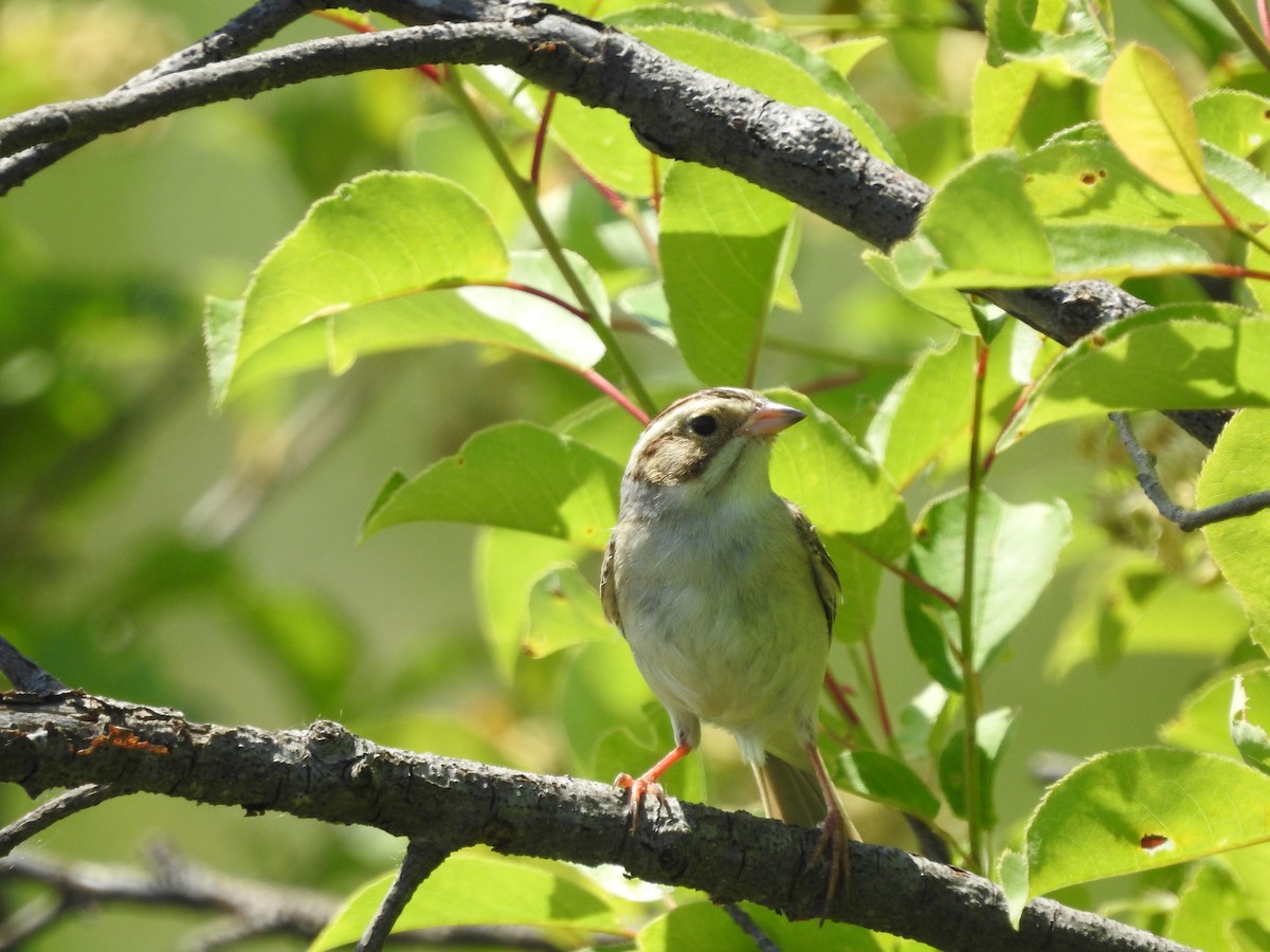 Clay-colored Sparrow - ML620227024