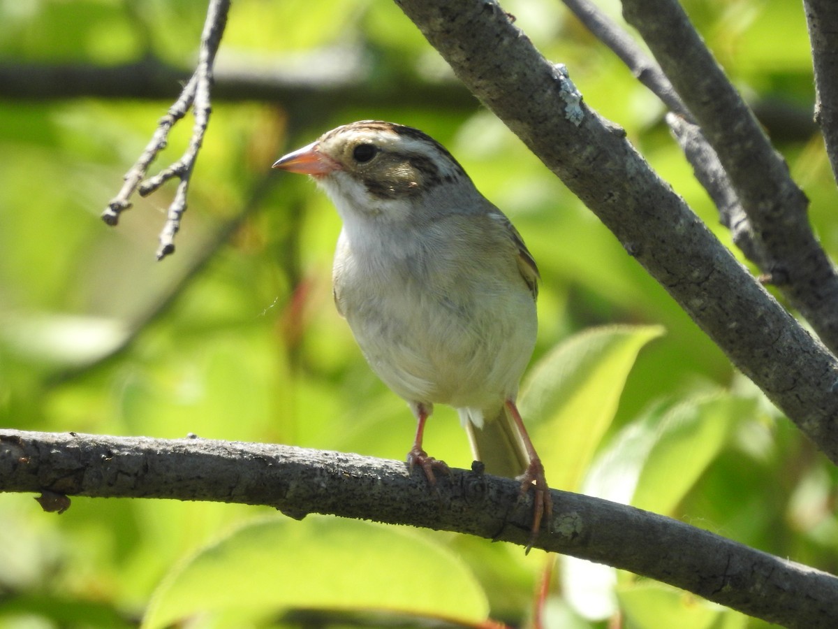 Clay-colored Sparrow - ML620227025