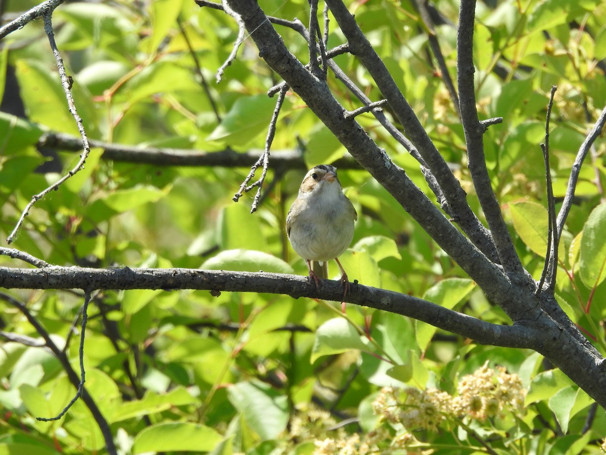 Clay-colored Sparrow - ML620227026