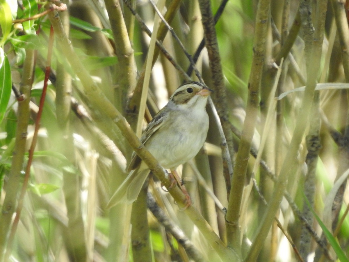 Clay-colored Sparrow - ML620227028