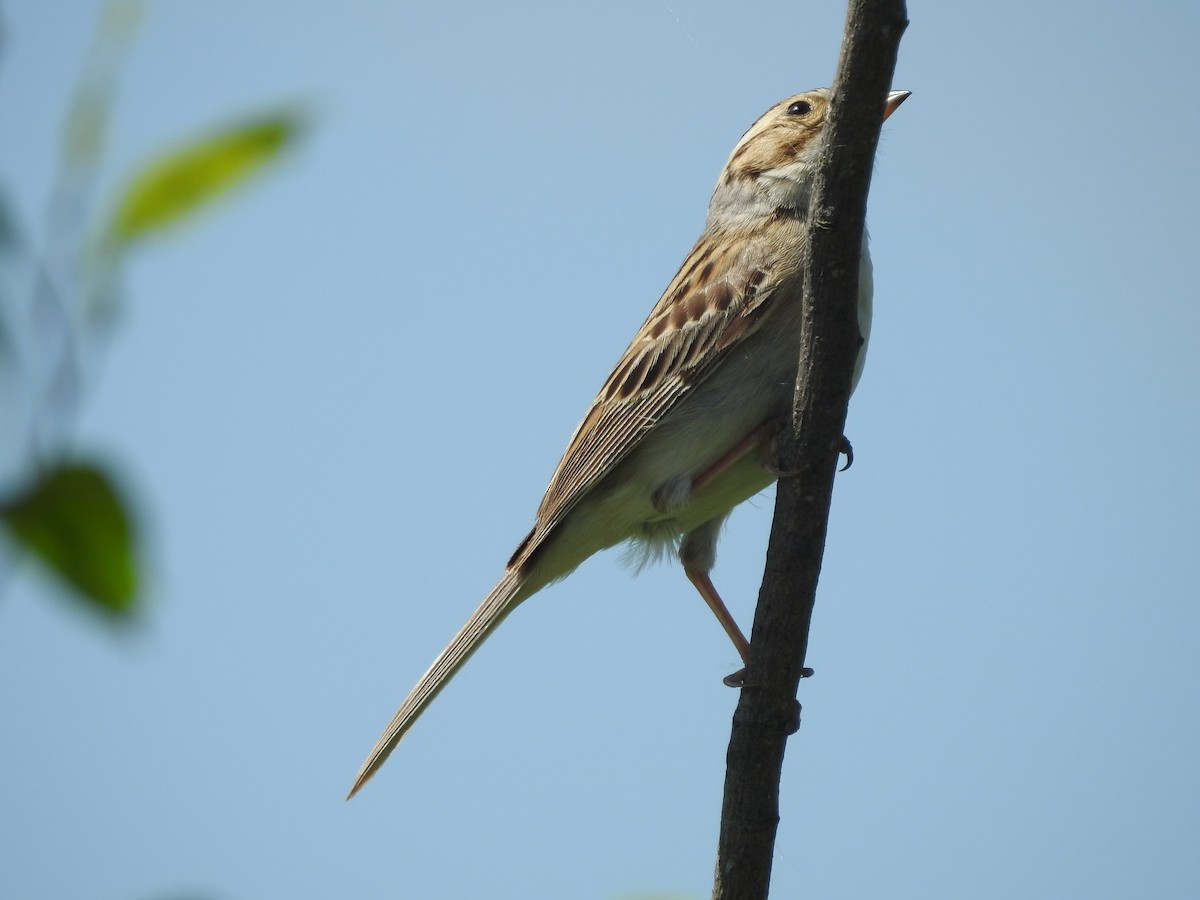 Clay-colored Sparrow - ML620227029