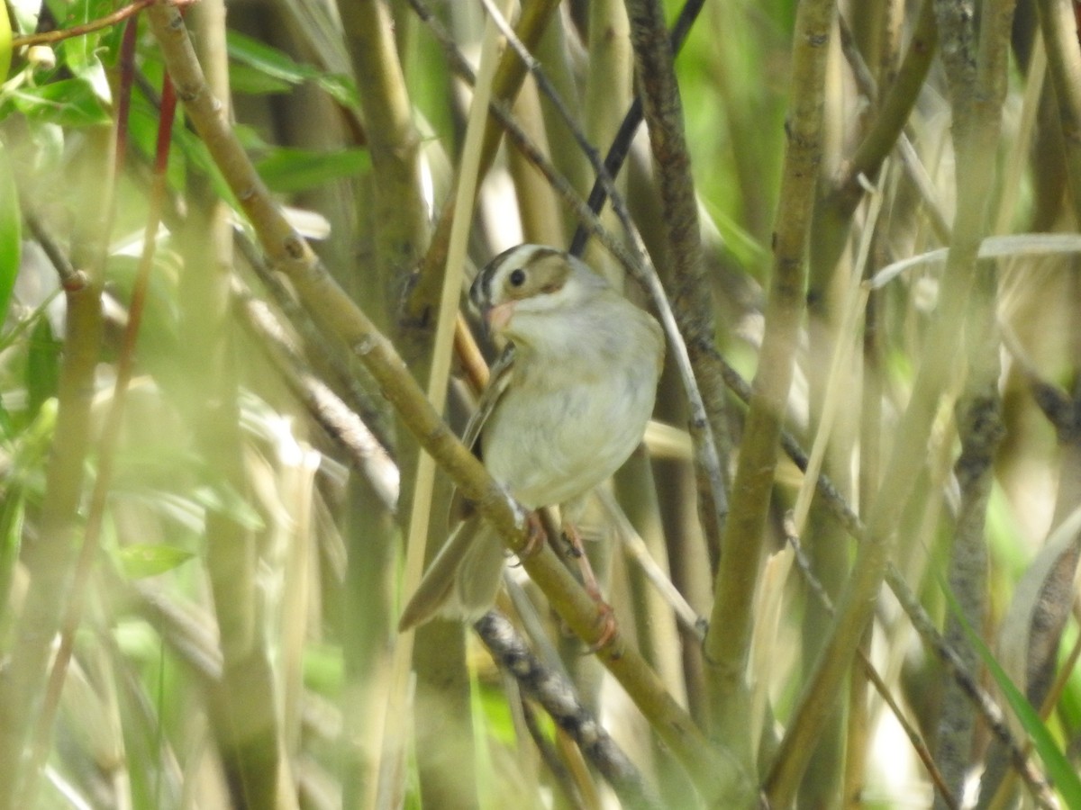 Clay-colored Sparrow - ML620227030