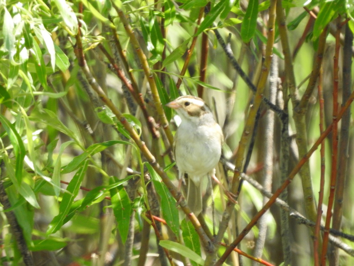 Clay-colored Sparrow - ML620227031
