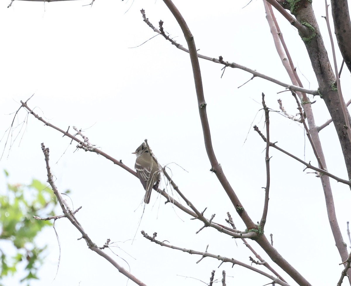 Willow Flycatcher - ML620227032